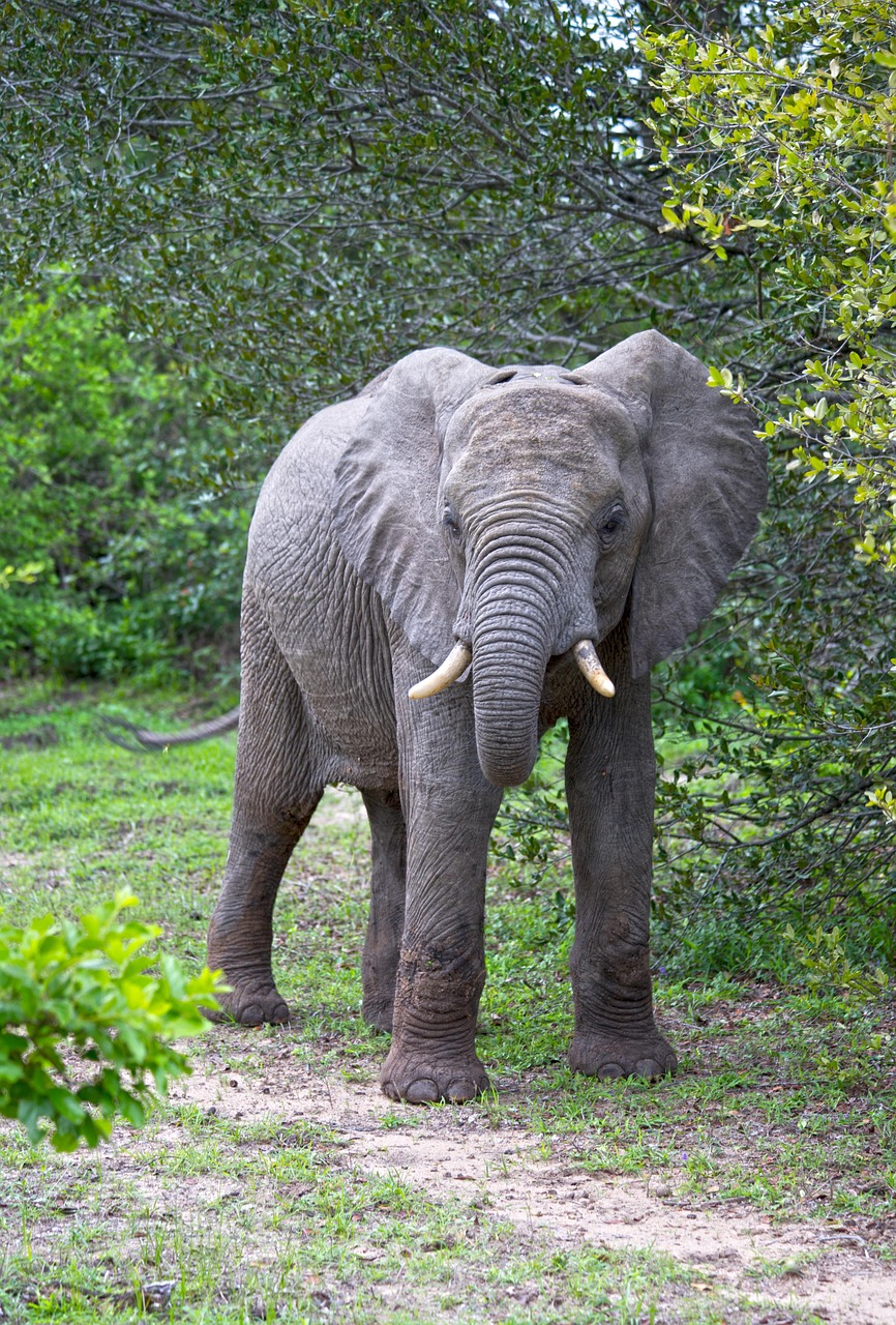 elephant, african elephant, africa, tanzania, savanna, park, safari, wildlife, nature, elephant, elephant, elephant, elephant, elephant