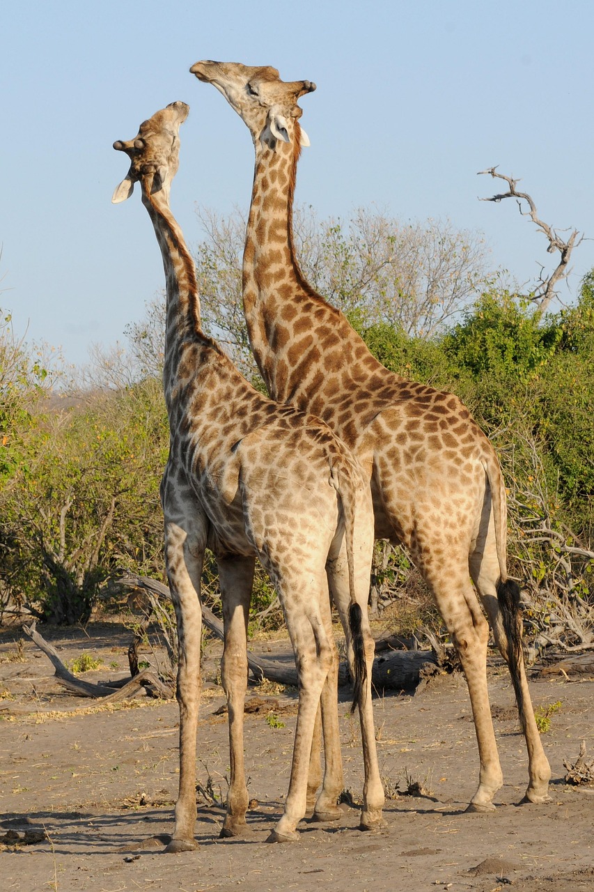 botswana, chobe, giraffes, game, botswana, botswana, botswana, botswana, botswana, chobe, giraffes